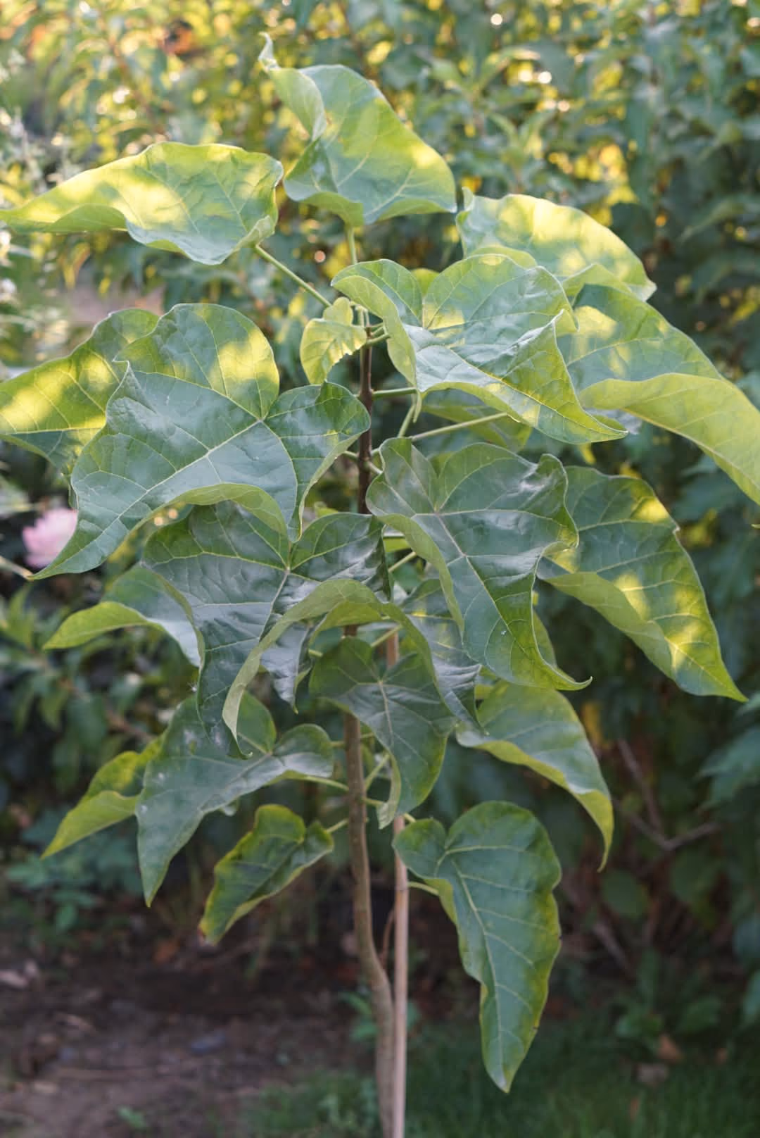 Coroana unei Catalpa copăcel, cu frunze mari în formă de inimă