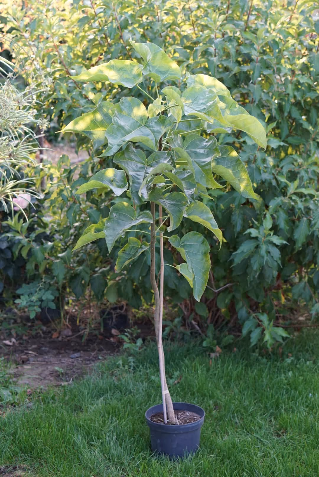 Catalpa copăcel cu tulpină dreaptă și frunze mari, în ghiveci