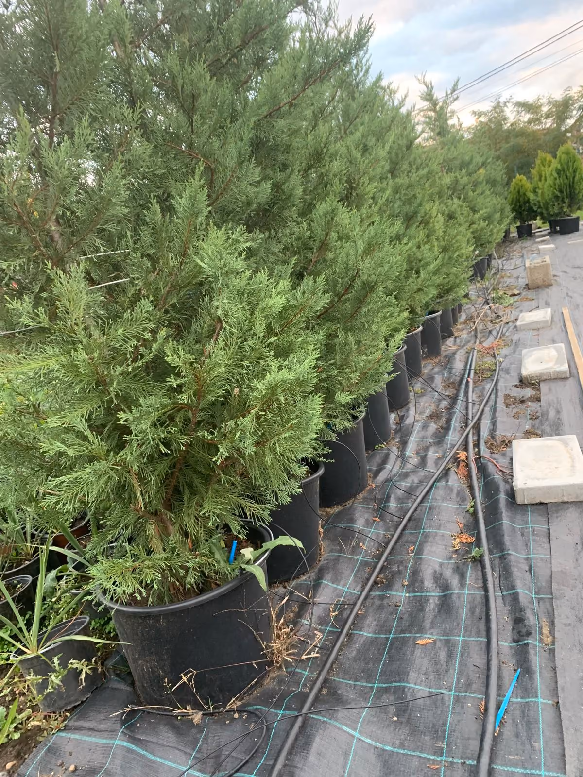 Chiparos Leylandii înalți, în ghivece, pe rând în pepinieră