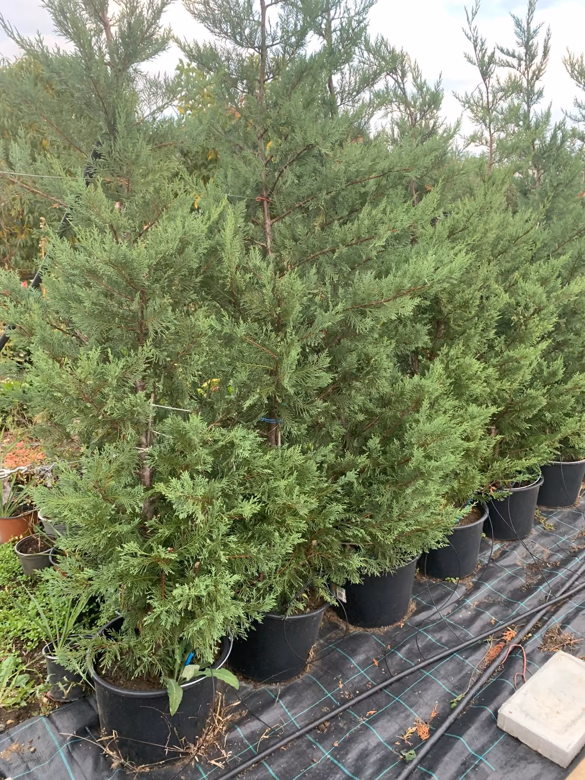 Rând de Chiparos Leylandii în ghiveci, pregătiți pentru gard viu