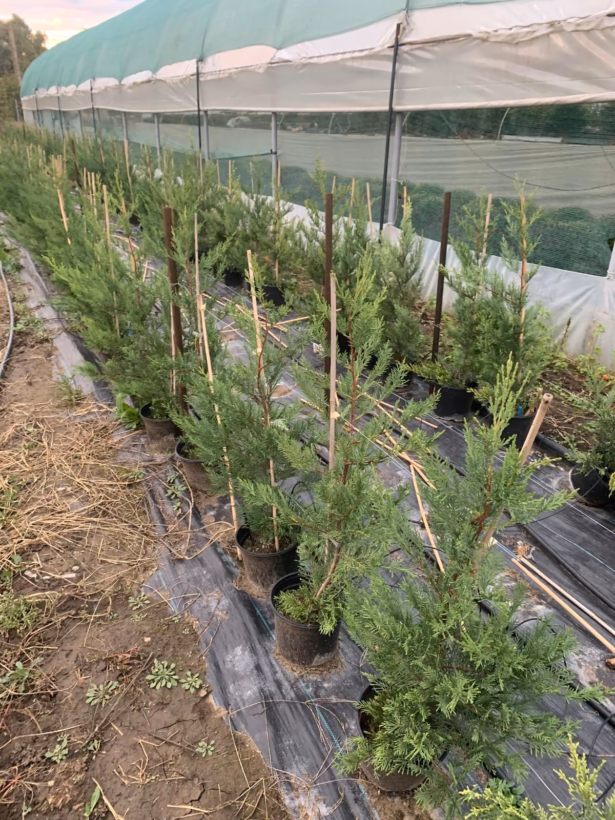 Rând de Chiparos Leylandii tineri, cu araci
