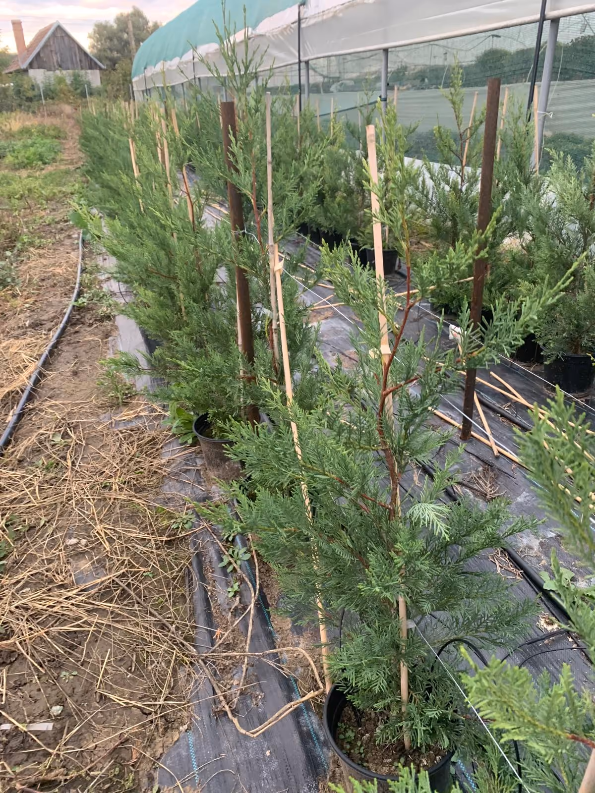 Chiparos Leylandii tineri, susținuți cu araci, lângă solar