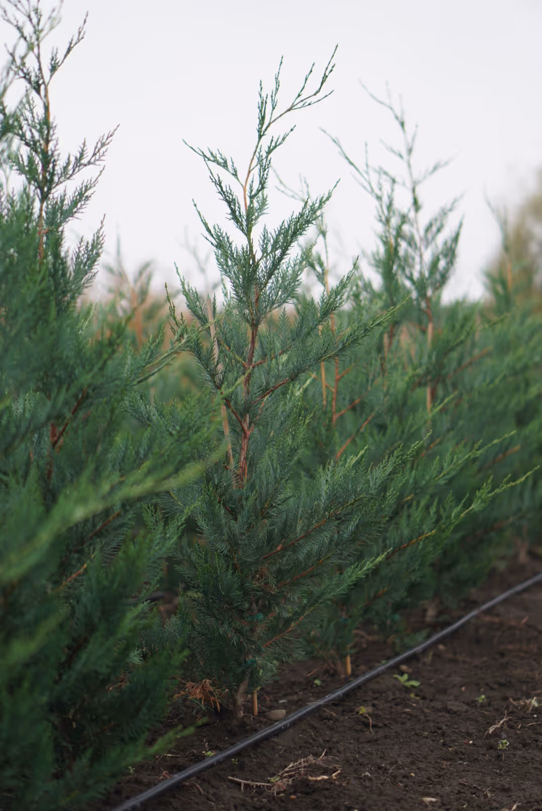 Ramuri de Chiparos Leylandii în pepinieră