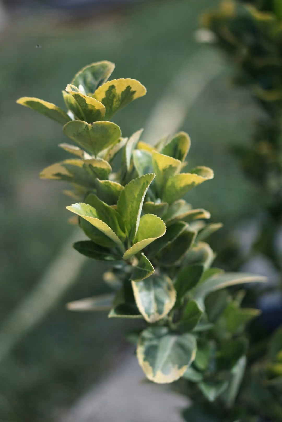 Prim-plan cu frunzele panașate de Euonymus