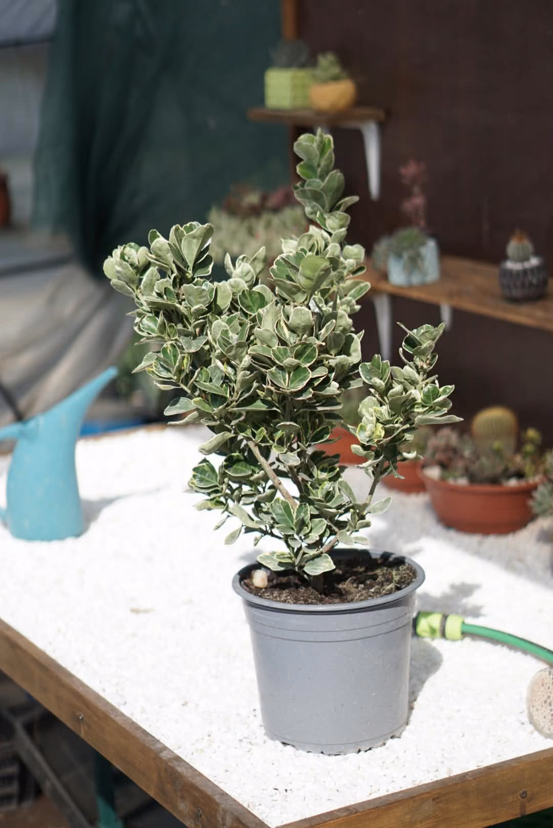 Euonymus cu frunze verzi cu margine albă, în ghiveci