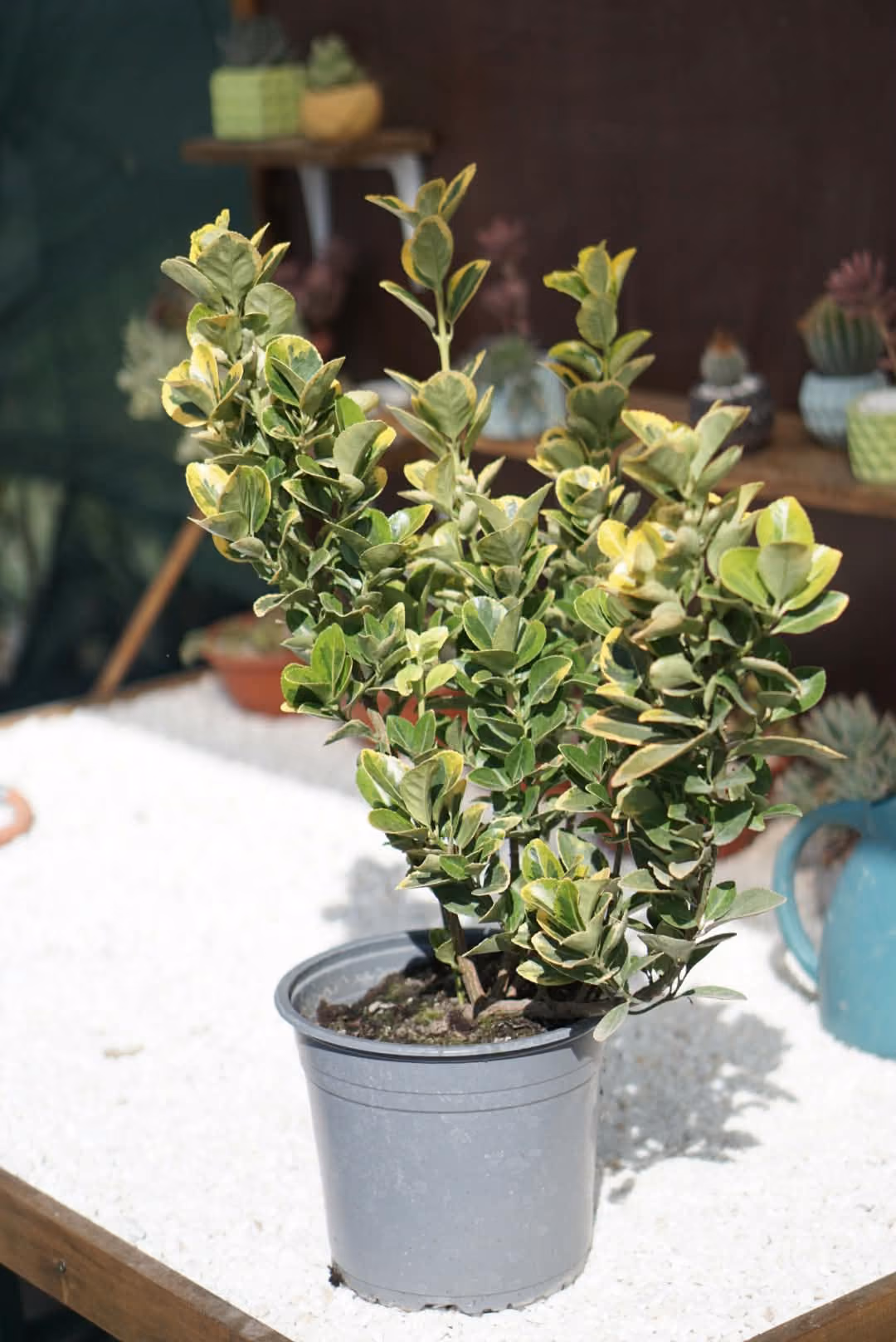 Euonymus cu frunze verzi cu margine galbenă, în ghiveci