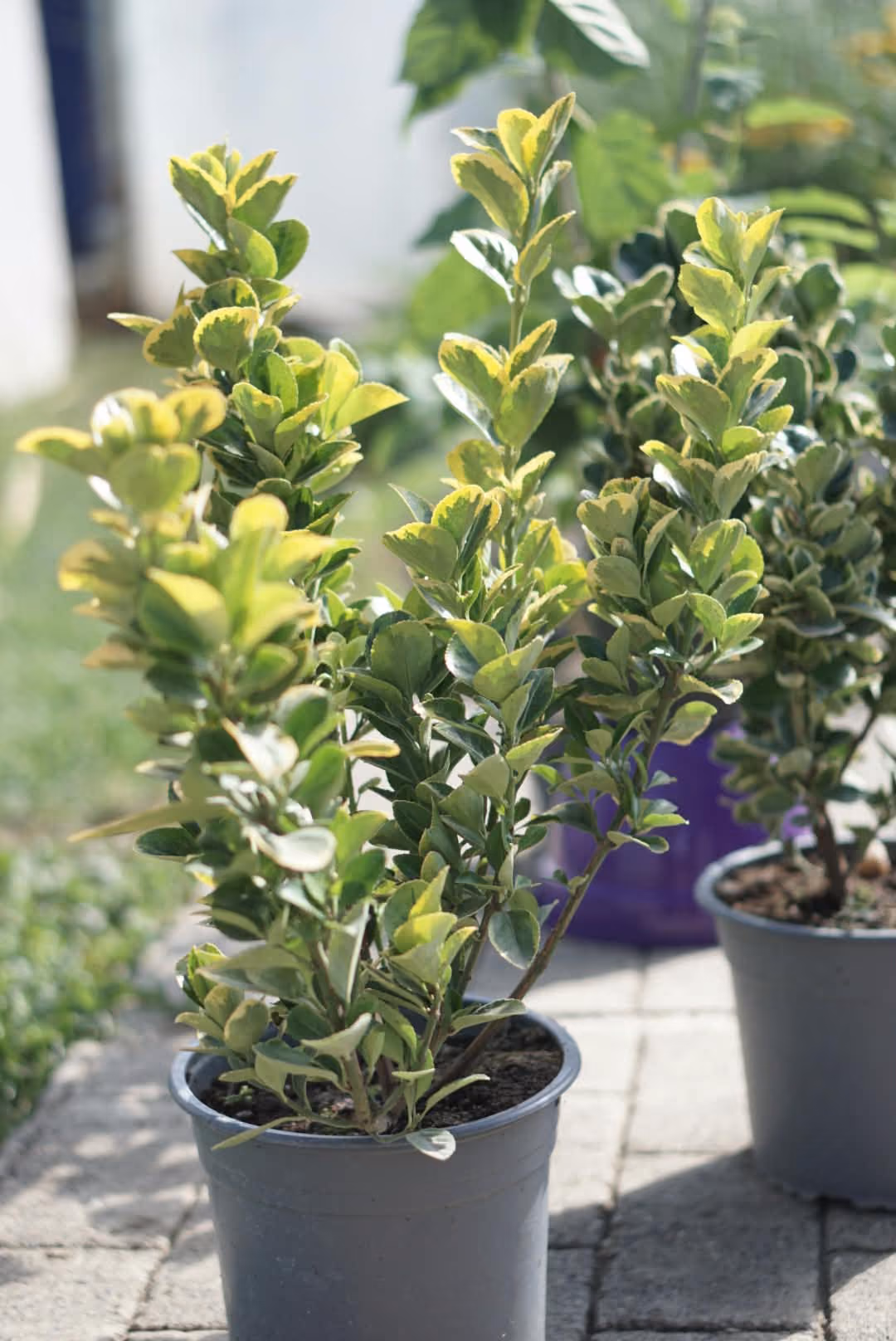 Două ghivece de Euonymus panașat, unul cu frunze alb-verzi, altul galben-verzi