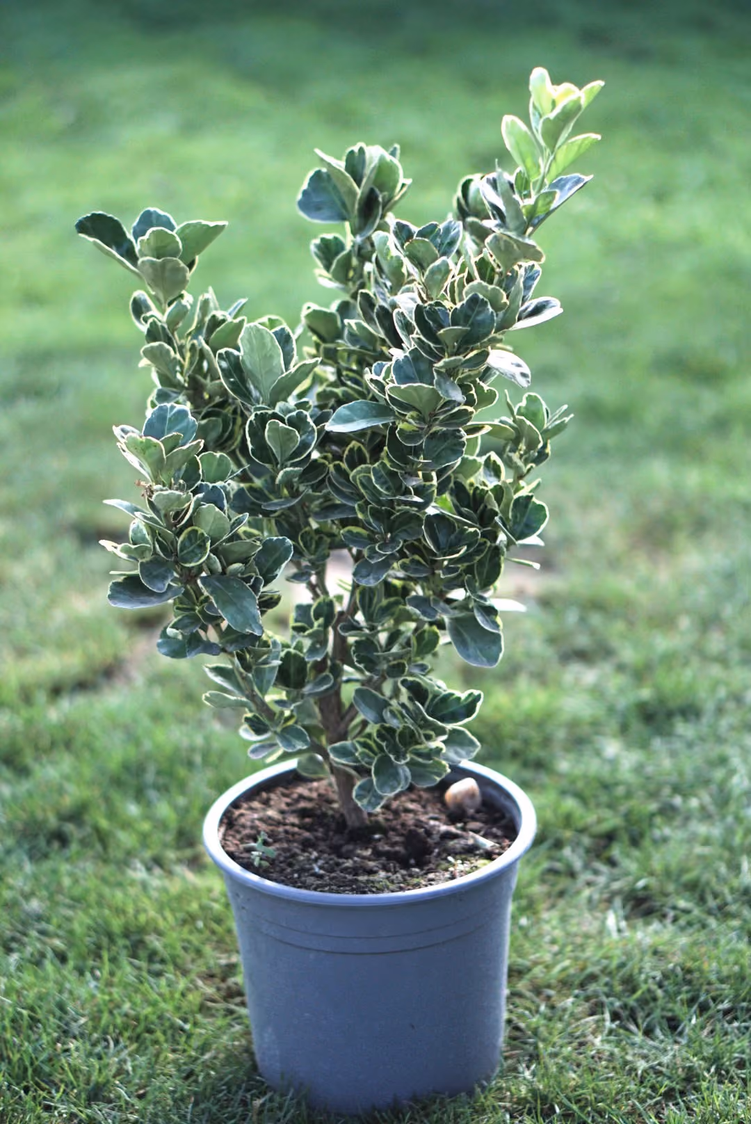 Euonymus cu frunziș panașat, în ghiveci de 3 litri