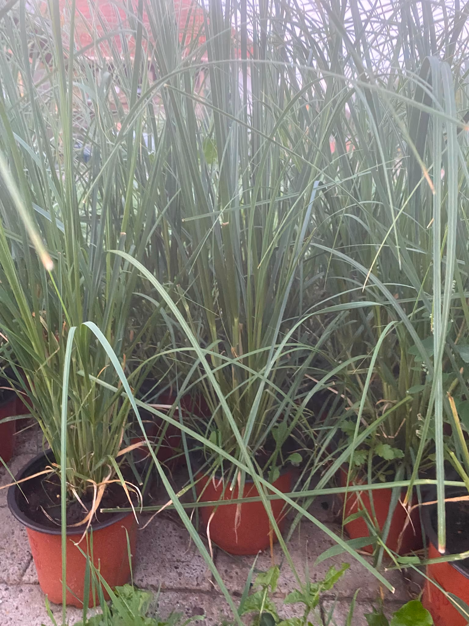 Ghivece cu iarbă de Pampas, aliniate în pepinieră