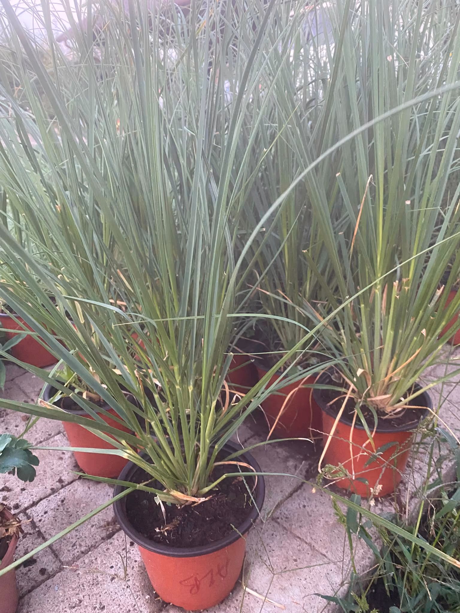 Iarbă de Pampas tânără, în ghiveci