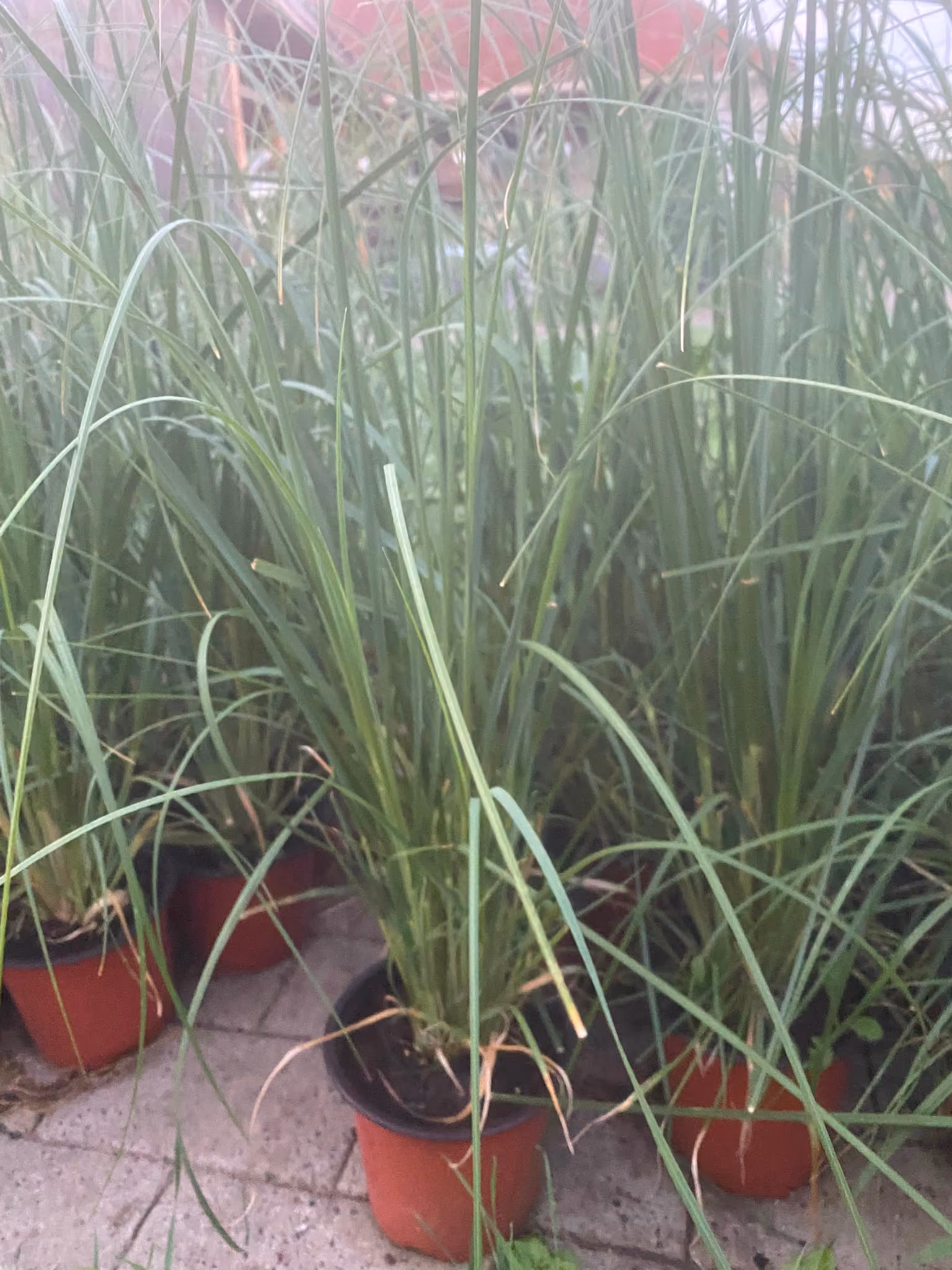Tufe de iarbă de Pampas în ghivece