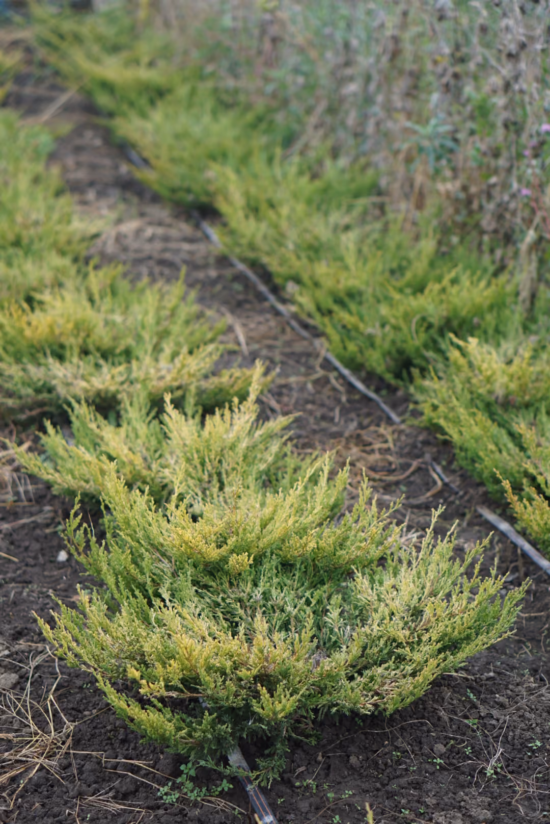 Ienupăr Lime Glow cu frunziș verde-lime, plantat pe rând în câmp
