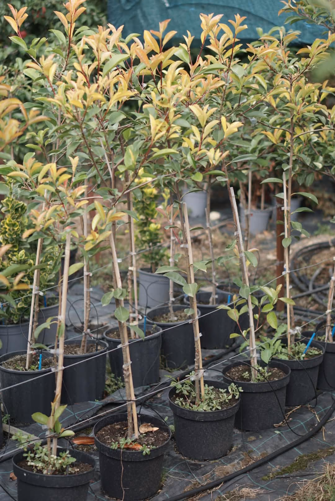 Photinia copăcel cu tulpină dreaptă, în ghiveci