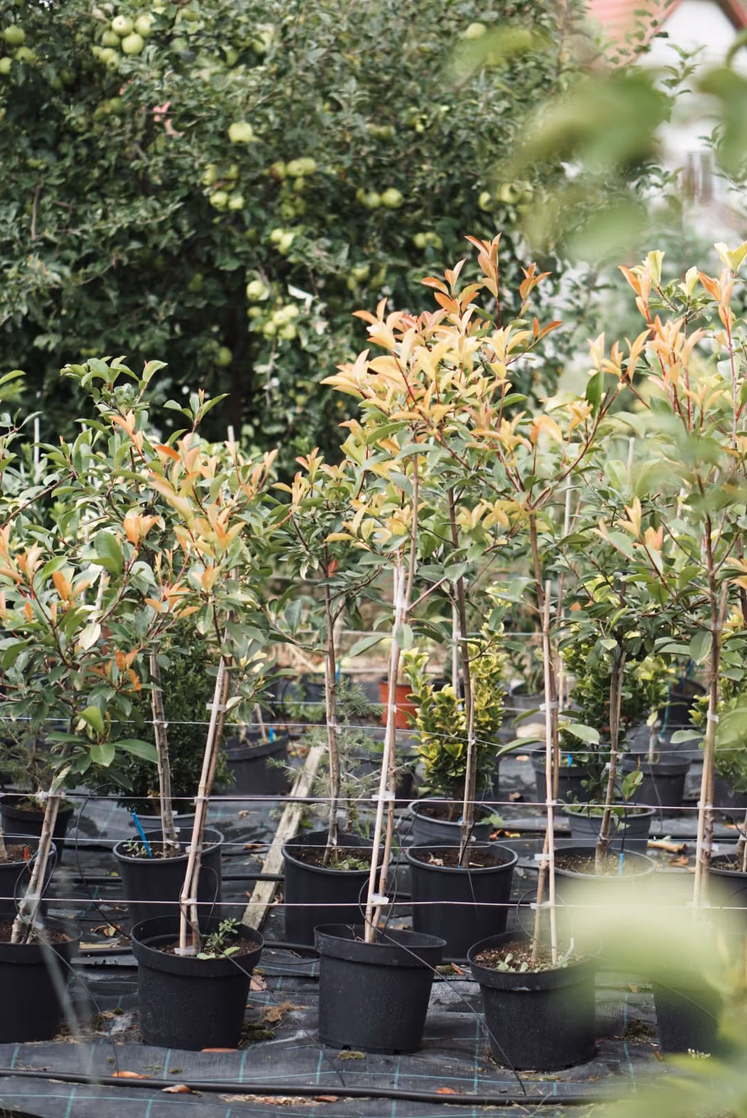 Photinia copăcei în ghivece, în pepiniera din Cipău, Mureș