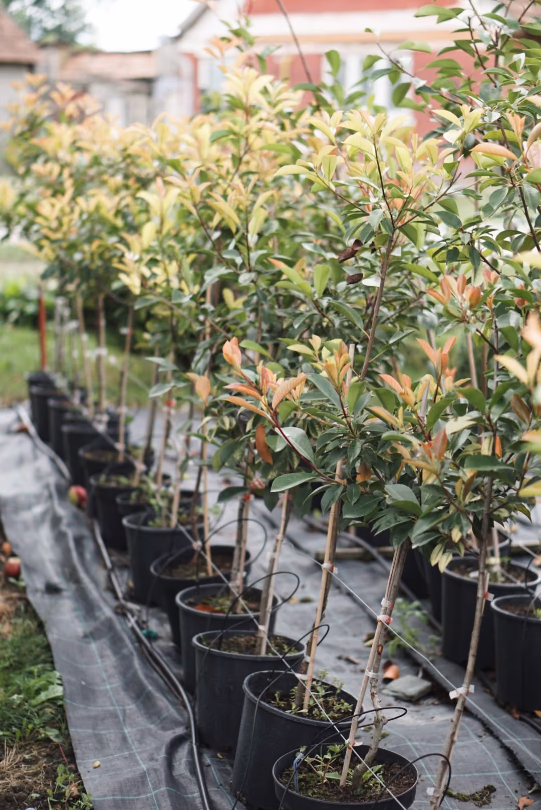 Rând de Photinia copăcel în ghivece, în pepinieră