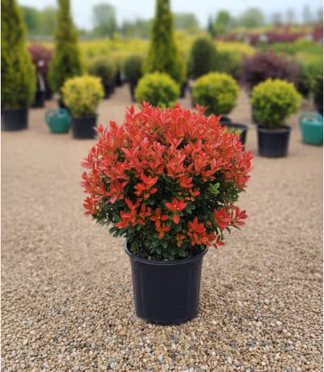 Photinia Red cu lăstari roșii, în ghiveci