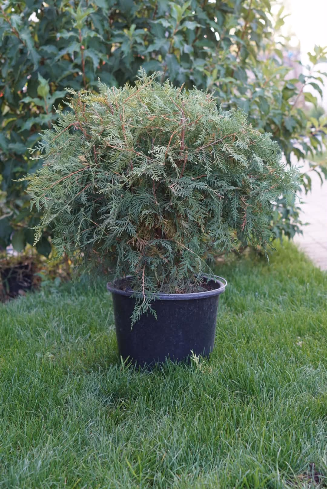 Tuia Golden Globe în ghiveci, cu coroana rotundă naturală