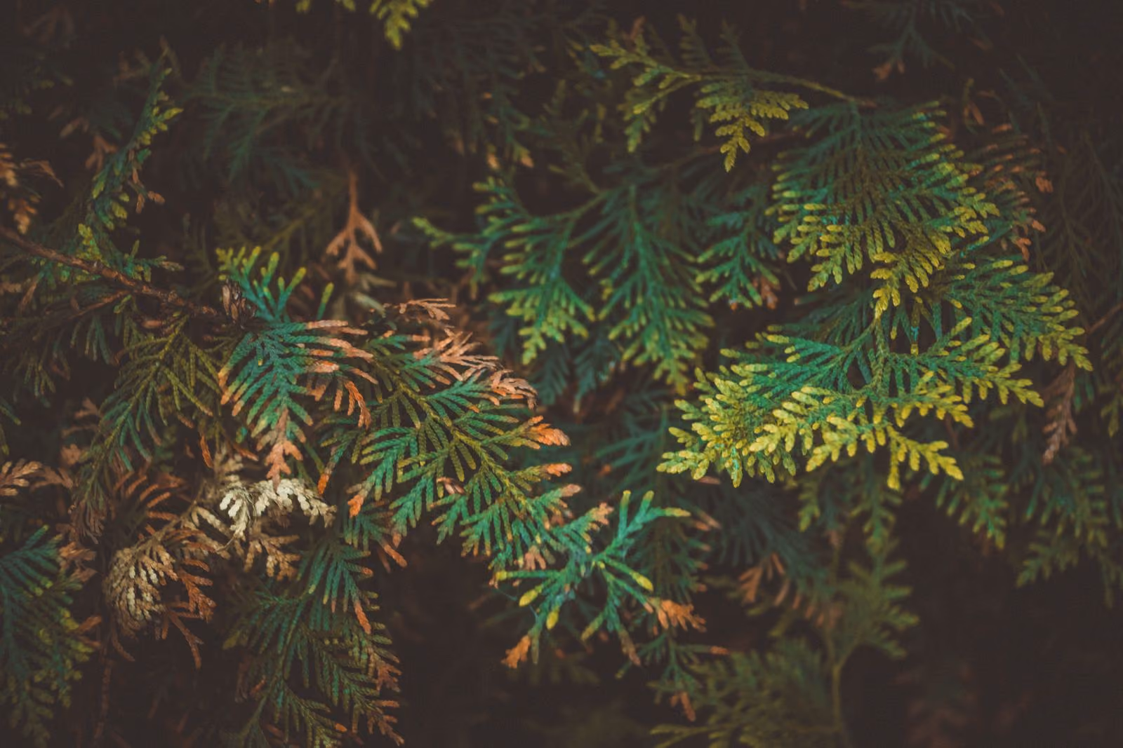 Ramuri de tuia verde, cu frunze moarte brune printre ele