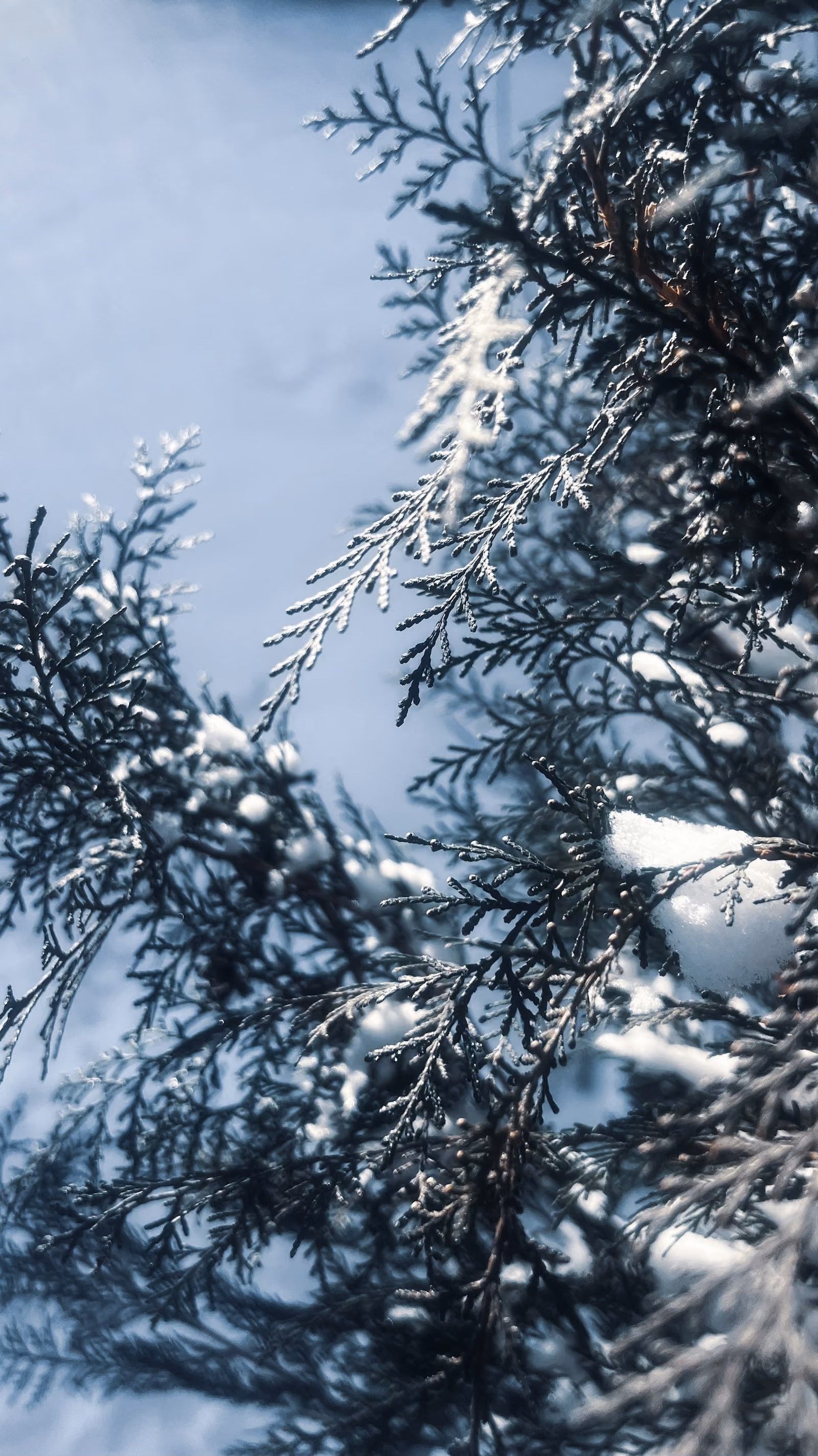 Ramuri de conifer acoperite cu zăpadă