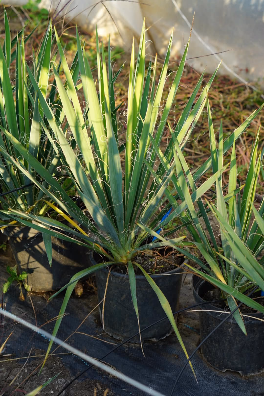 Yucca Filamentosa în ghivece, în solar
