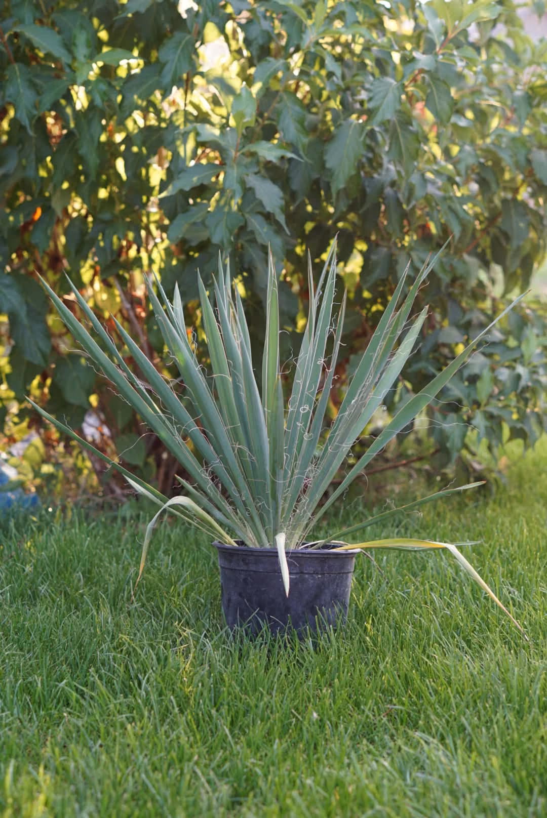 Yucca Filamentosa cu frunze în formă de sabie, în ghiveci